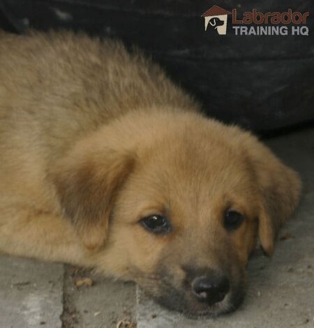 GSD Lab Mix Puppy - Yellow/Brown Puppy with some dark grey in muzzle lying on the floor.