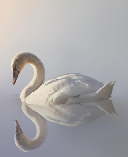 nalmente cigno