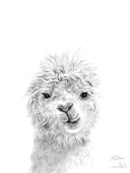 milton llama art