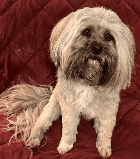 Lhasa Apso sitting on couch