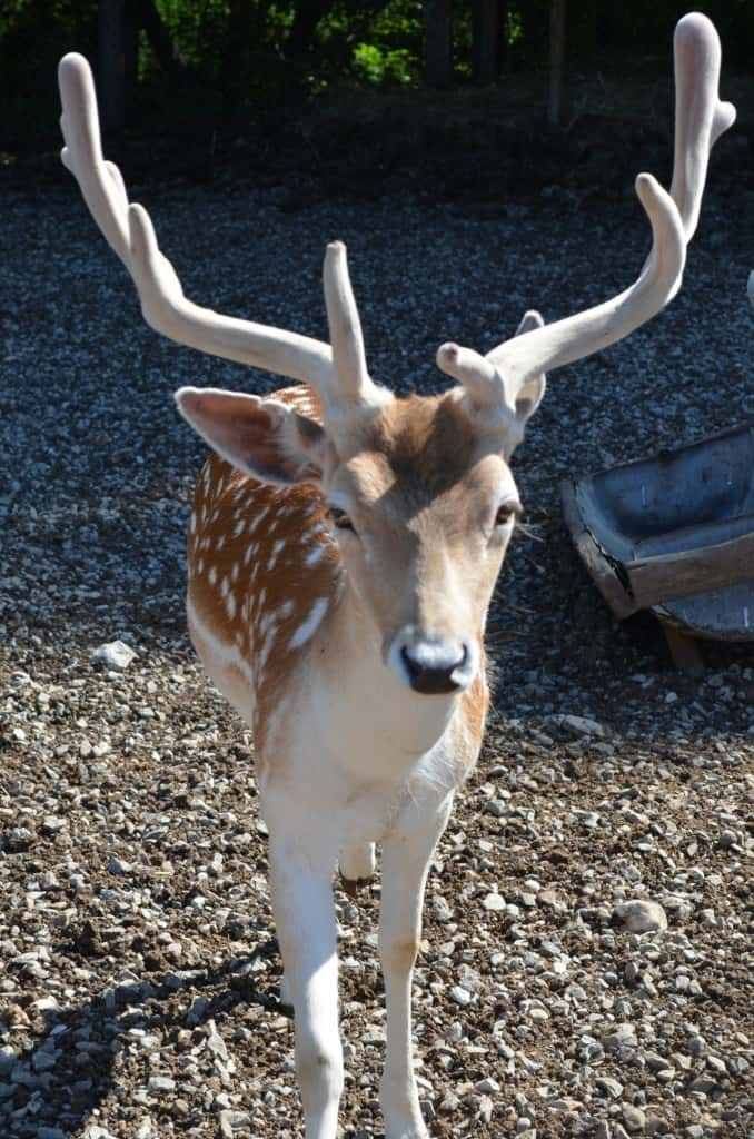 Visiting the Lagoon Deer Park in Sandusky, Ohio