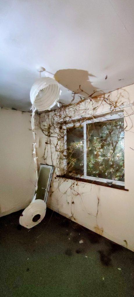 Abandoned Bruderhof Cult Commune in Wiltshire- Plants growing into derelict building