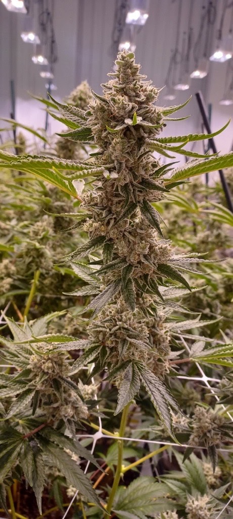 FRX - FARMACEUTICALRX™