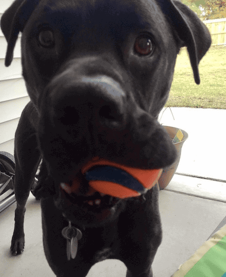 Dog with chuckit ball in mouth