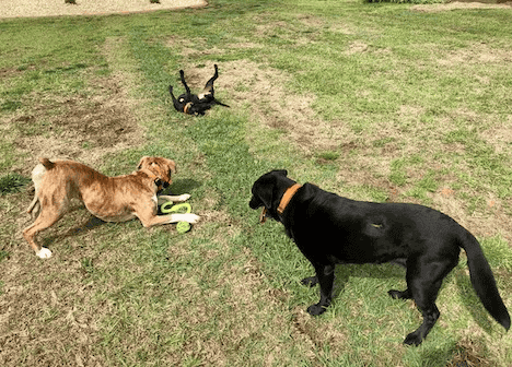 Dogs playing in the grass