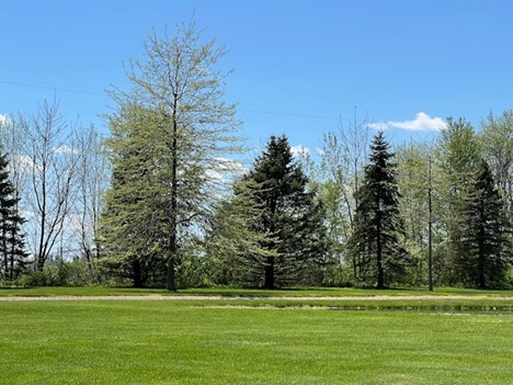 Why Healthy Trees Need More Than Just Water