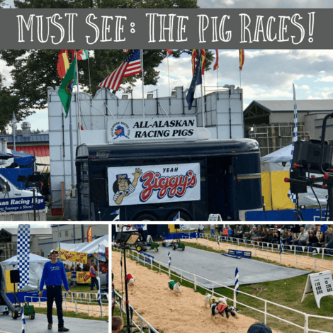 image of The Pig Races at the Spokane Fair