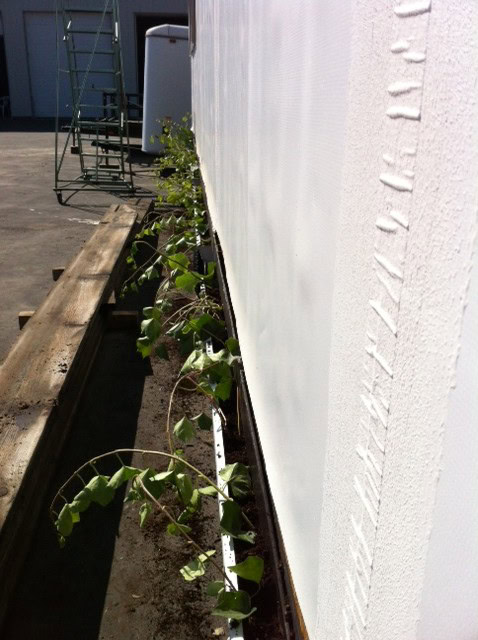 It's pretty sad looking right now and I expect that half of this ivy probably wont make it but we got it all planted.  I was able to get some ivy cuttings from my work before they rip all of it out.  It grows like a weed hear and they are not the biggest fans of how it is taking over the flower beds, I on the other hand will be very happy about that!  once it starts to root out it should be in much better shape.  This of course means I need to get the trellis built pretty quick too but it will probably be a while before then, it's a two man job and I'll be a bit of a gimp for a few more weeks... 