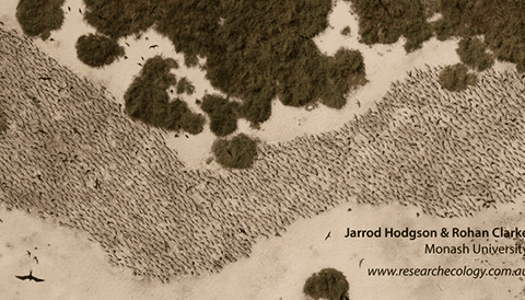 Crested Tern colony on a remote island in north-western Australia photographed by a UAV.
