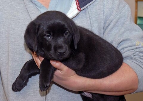 Bringing Home A Puppy Bringing Home A Puppy