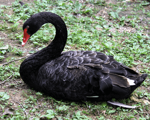 Black Swan