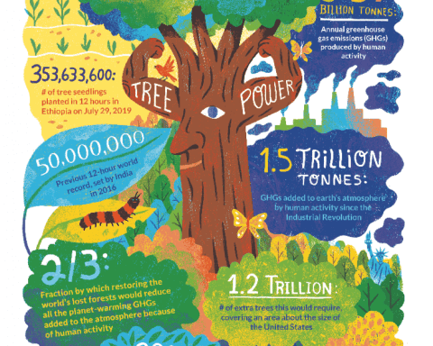 Can planting trees reverse climate change?