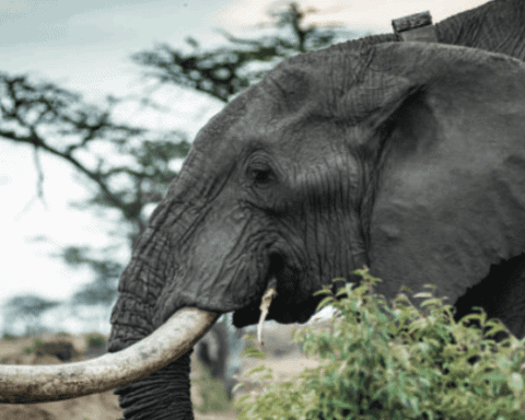 covid tourism wildlife