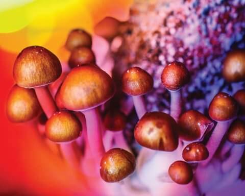 Why psychedelic stocks could take off in 2022 | An image of rainbow mushrooms
