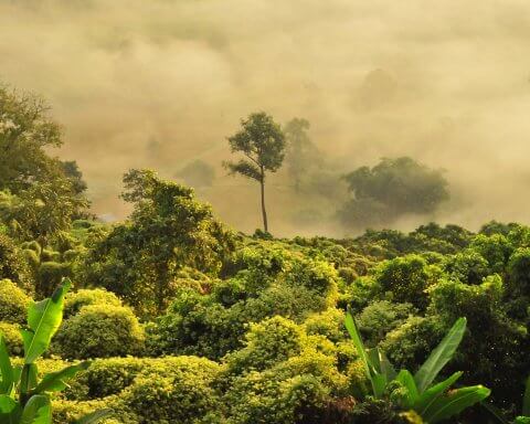 indigenous land rights