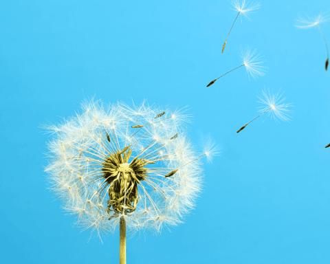 Bioeconomy department of defense makes rubber with dandeliions