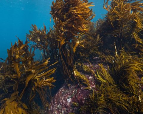 seaweed, ocean economy, kelp