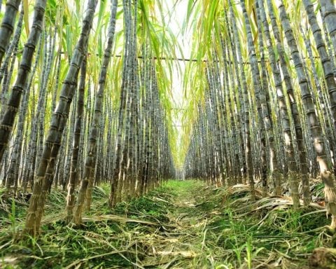deforestation, cooking oil, sugarcane, zero acre farms