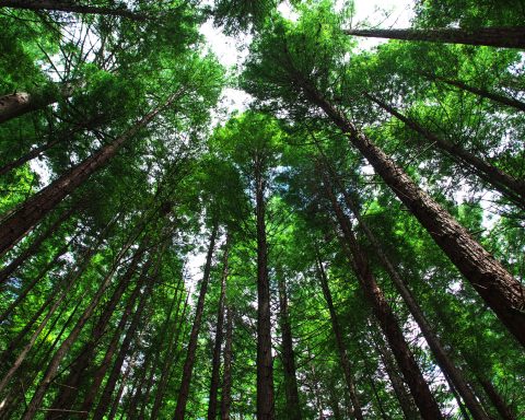 Paul Hawken's new book is called Carbon: The Book of Life.