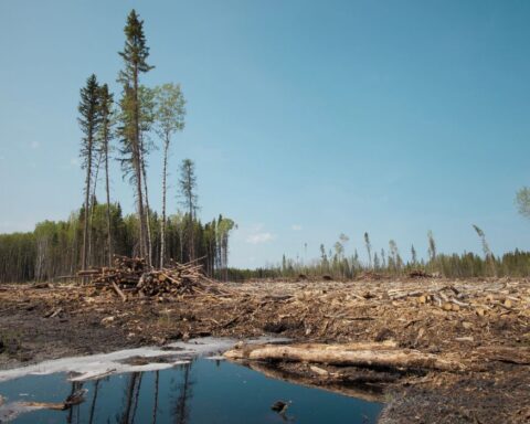 Clearcut logging - Canada's 2 Billion Trees program