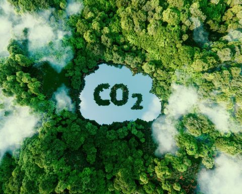 rainforest carbon offsets