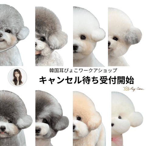 ＜キャンセル待ち＞ウィッグで実践！ダウンちゃんのふんわり耳ピョコカット