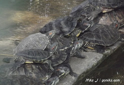 Turtoise in the Zoo
