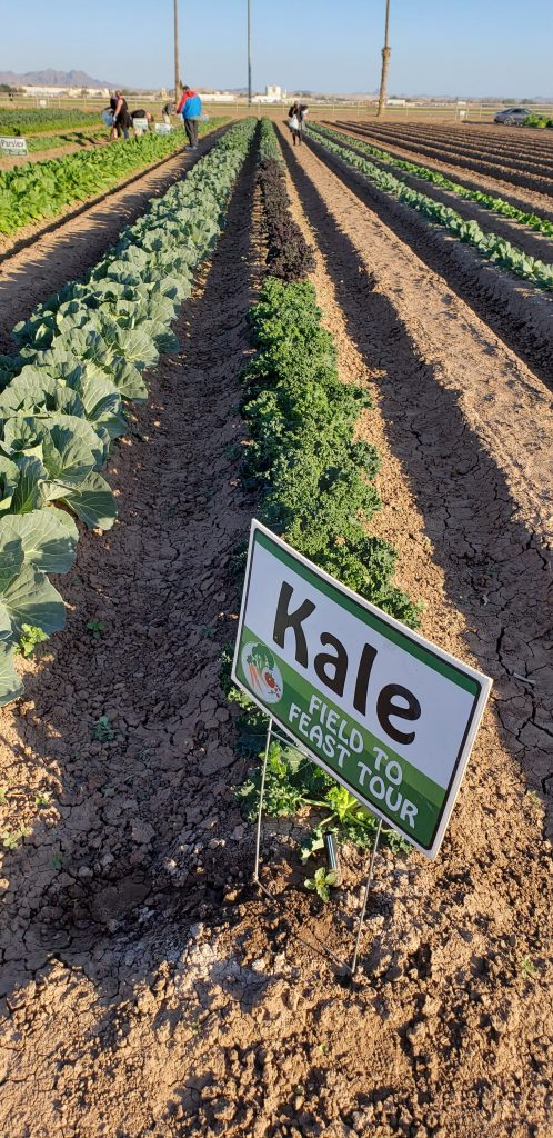 As seen at Field to Feast Yuma: Row of greens growing in dirt field. Sign on field row says "Kale."