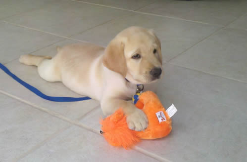 Puppy in training tijdlijn deel 4