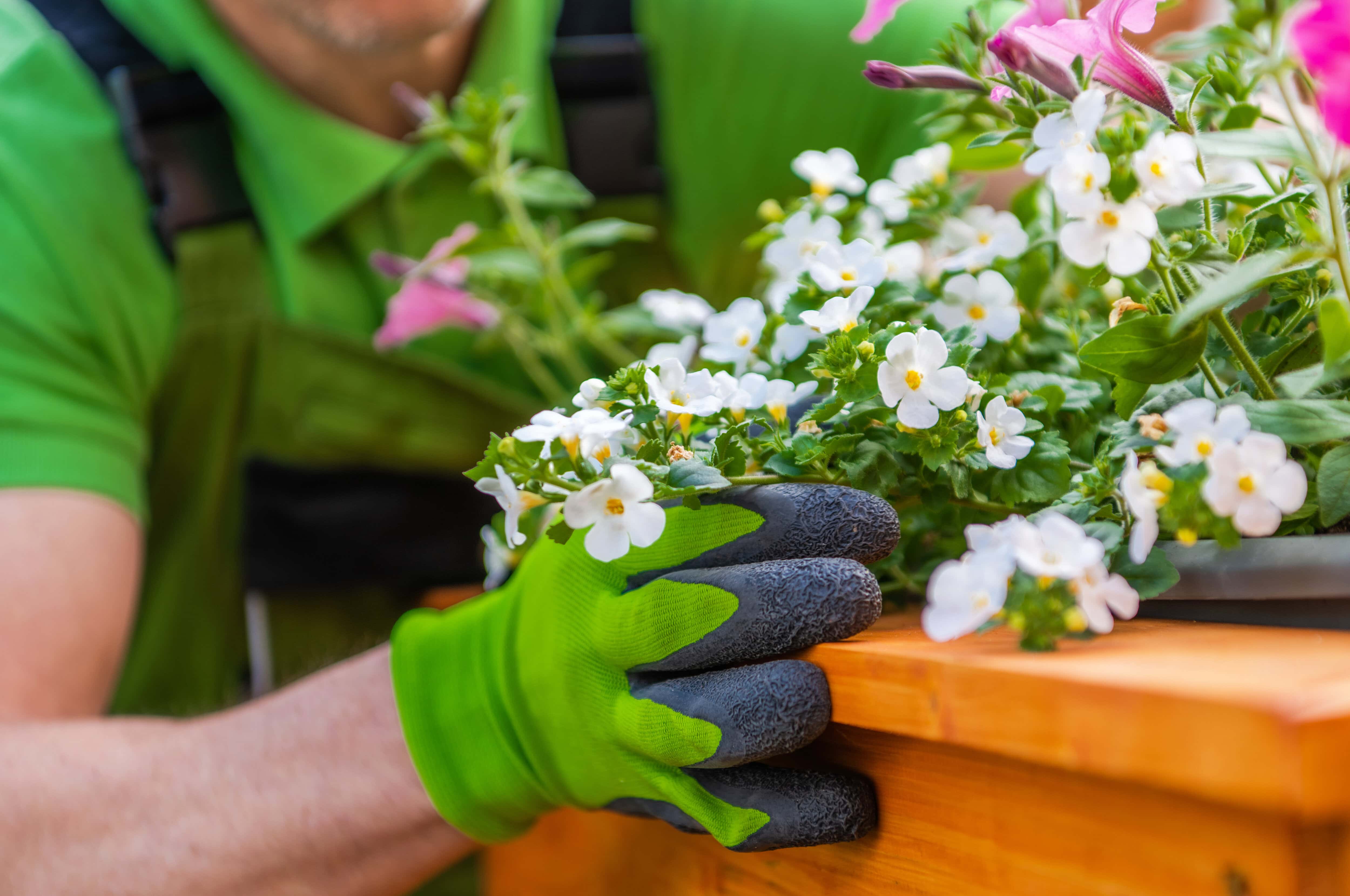 Ornamental Bacopa Flowers Closeup