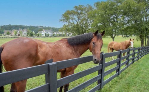The Grove Horses