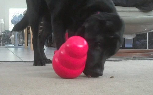 Stetson vs The Kong Wobbler