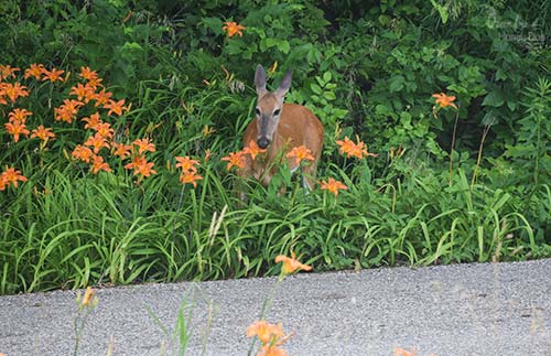 deer eating daylillies