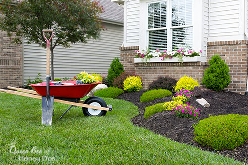 foundation landscaping after mulching