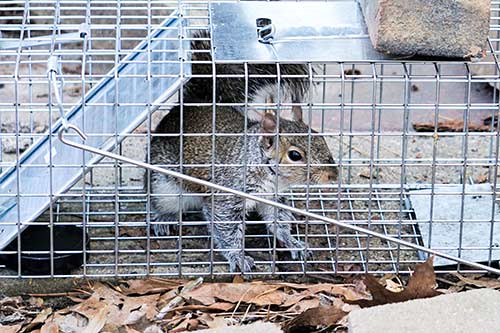 squirrel in trap