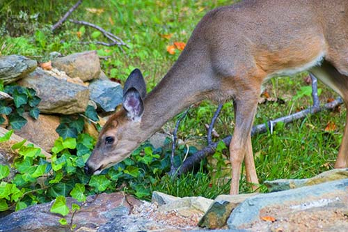 deer eating ivy