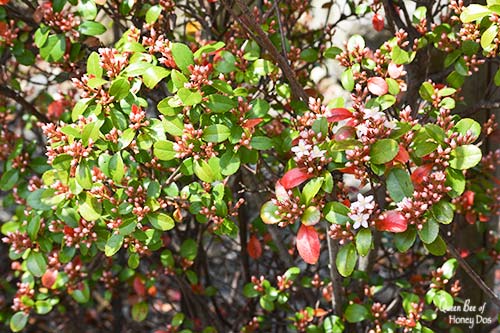 Plants deer love to eat - Indian Hawthorne