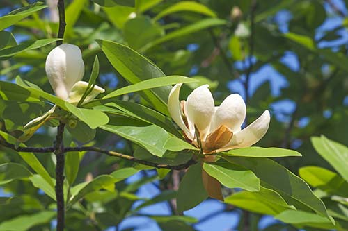 sweetbay magnolia