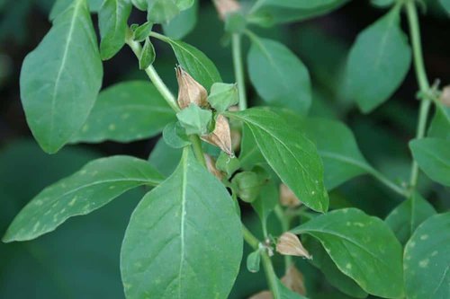 ashwagandha for anxiety