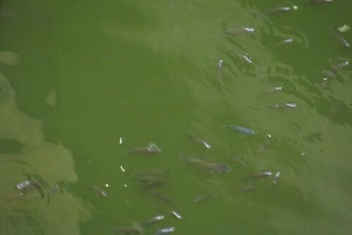 fishes in Panna meena baori