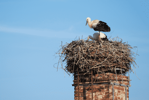 Animals-in-your-chimney-0 bird on chimney
