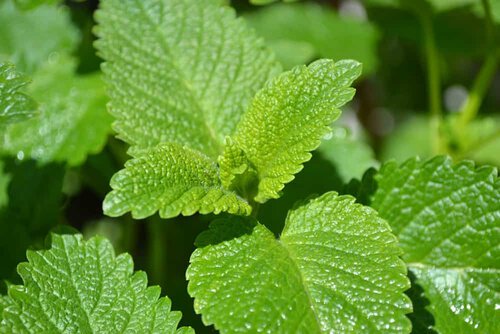 lemon balm for anxiety