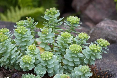 rhodiola for anxiety