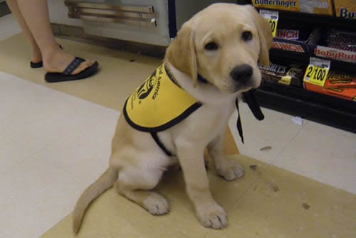 Dublin’s Guide Dog Training Update