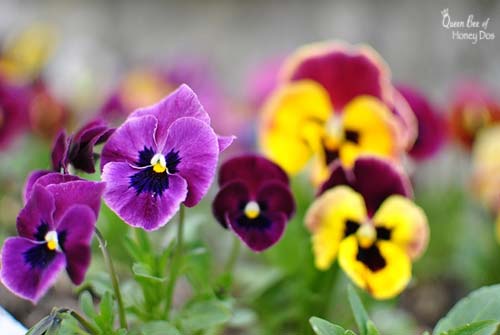 Plants Deer Love to Eat - pansies