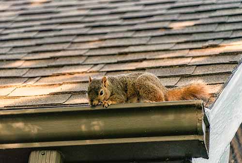 squirrel in gutter