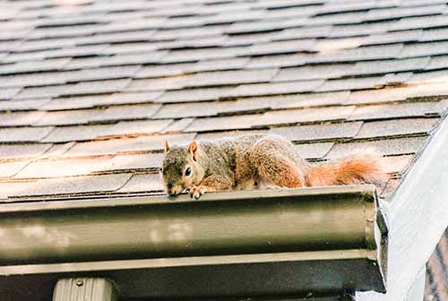 squirrel in gutter