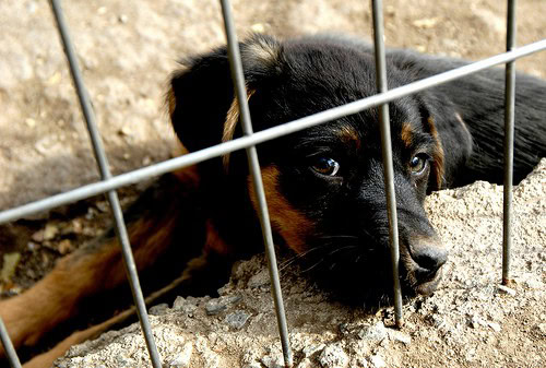 Assuma um compromisso com seu cão