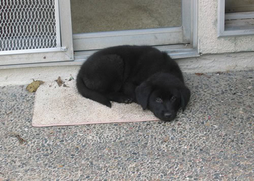 Cãozinho na linha do tempo de treinamento, parte 4