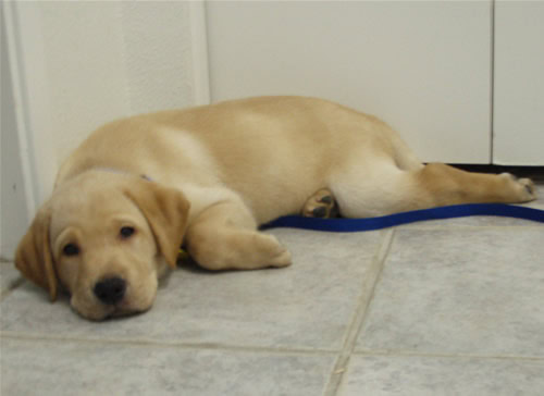 Cãozinho na linha do tempo de treinamento, parte 4